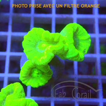 Caulastrea vert fluo caula336