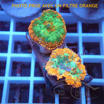 Rhodactis orange premium disco736