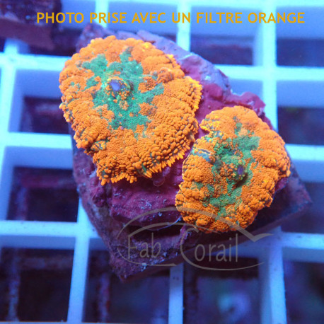 Rhodactis orange premium disco756