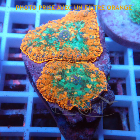 Rhodactis orange premium disco758