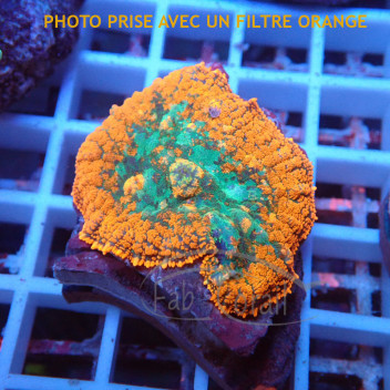 Rhodactis orange premium disco759