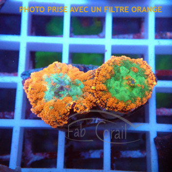 Rhodactis orange premium disco762
