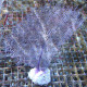 Gorgone symbiotique Gorgonia ventalina123