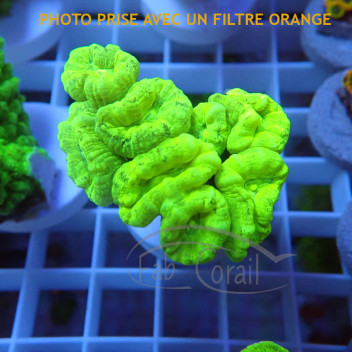 Caulastrea vert fluo caula338