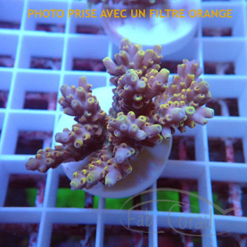 Acropora nana tricolor indo acro6828