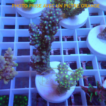 Acropora nana tricolor indo acro6834