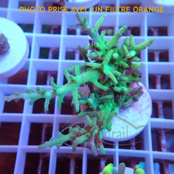 Acropora carduus indo acro6841