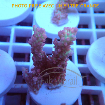 Acropora microclados strawberryshortcake acro6874