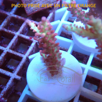 Acropora microclados strawberryshortcake acro6886