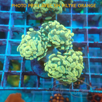 Euphyllia parancora orange elevage français euphy3196