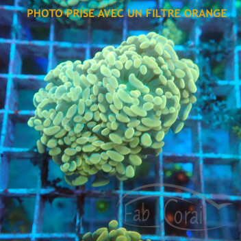 Euphyllia parancora orange elevage français euphy3295