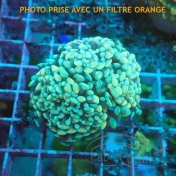Euphyllia parancora orange elevage français euphy3299