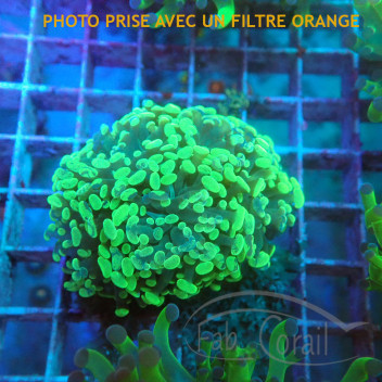 Euphyllia parancora orange elevage français euphy3300