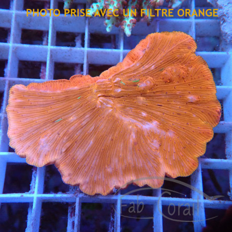 Diaseris orange fungia262