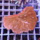 Diaseris orange fungia262