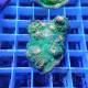 Echinophyllia vert echino391