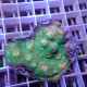 Echinophyllia multicolor echino417