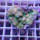 Echinophyllia multicolor echino418