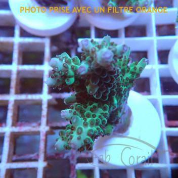 Acropora granulosa indo acro6924
