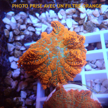 Rhodactis orange premium disco763