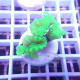 Caulastrea vert fluo caula342