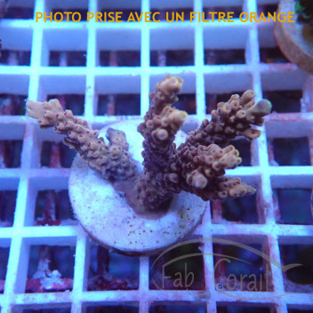 Acropora tenuis indo acro6976
