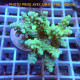 Acropora sarmentosa acro6980