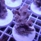 Acropora hyacinthus indo acro7037