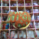 Micromussa rouge coeur vert mussa45