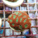 Micromussa rouge coeur vert mussa46