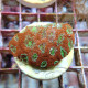 Micromussa rouge coeur vert mussa47