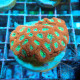 Micromussa rouge coeur vert mussa48