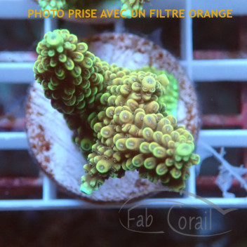 Acropora millepora Indonésie acro8538