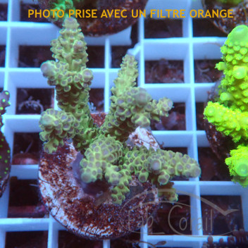 Acropora sp fidji acro8619