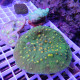 Echinopora sp EL31