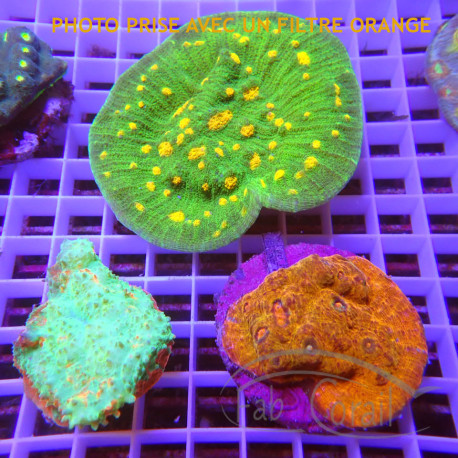 Lot de LPS comprenant 1 mycedium 2 echinopora LMEE1