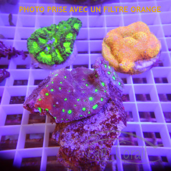 Stylocoeniella burning banana