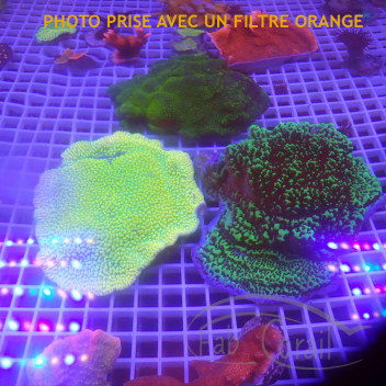 Lot de 4 Montipora LMONT3