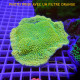 Lot de 4 Montipora LMONT3
