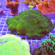 Lot de 4 Montipora LMONT3