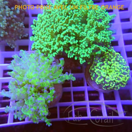 Lot d'euphyllia LEUPH1
