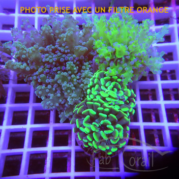 Lot d'euphyllia LEUPH4