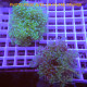 Lot d'euphyllia LEUPH7