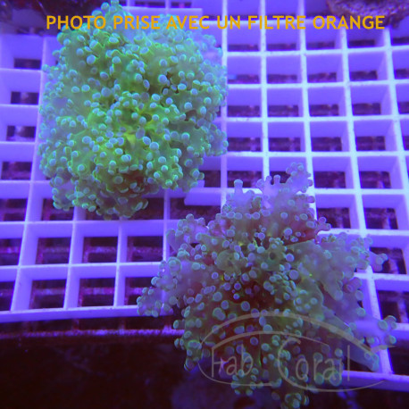 Lot d'euphyllia LEUPH7