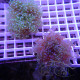 Lot d'euphyllia LEUPH7
