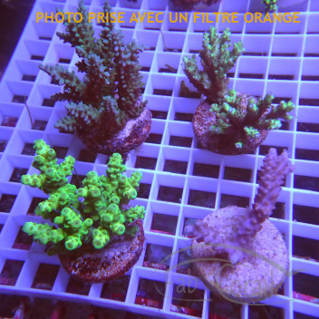 Lot de 5 Acropora LACROP6