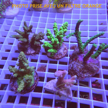 Lot de 5 Acropora LACROP7