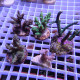 Lot de 5 Acropora LACROP7
