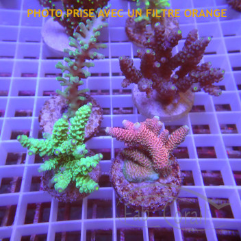 Lot de 4 Acropora LACROP12