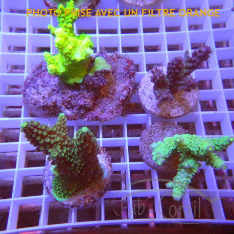 Lot de 4 Acropora LACROP13